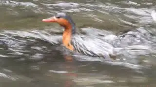 Torrent Duck (Merganetta armata) - ECUADOR