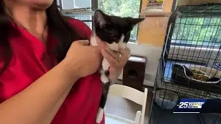Controlling Palm Beach County's stray cat population