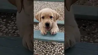 cute baby dog😁 #puppy #dogshorts #viral #animals #shortfeed #shorts