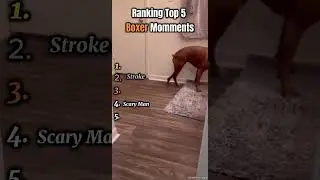 Boxer Dogs Most Hilarious Moments Ranked Top 5