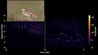 Sheet music for birds