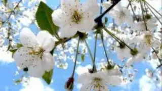 Flowers - Tell me now