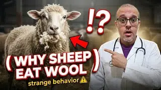 Странное поведение овец: почему овцы едят шерсть?!!