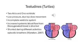 Evolution of the Cardiovascular System and Heart in Early Terestrial Vertebrates