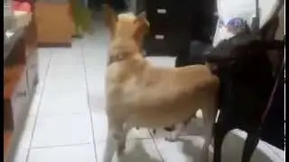 Hwa Fu interacts with other dogs
