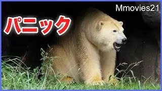 Панический белый медведь утих