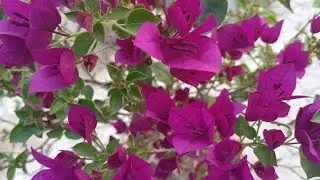 Deepest purple 💜 Bougainvelia plant ll Mother plant ll Baganbilash ll Garden in Tripura ll Tripura.