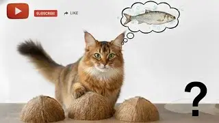 Let&rsquo;s Play my kitty&rsquo;s favorite Puzzle game|play time|play time with kitty|cat foods|cat games