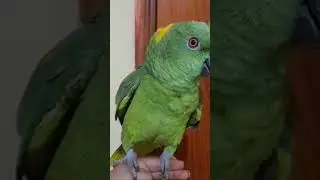 Cotorra cantando la puerta negra ☺️
