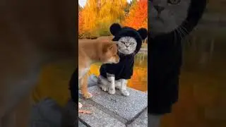 Shiba Mom Saves Puppy From Angry Cat! Crazy Heroic Rescue Caught On Camera