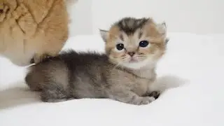 Is the kitten Kiki shy?