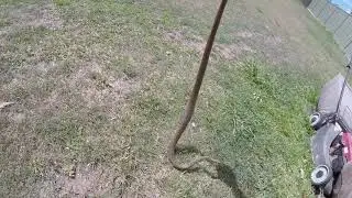 EASTERN BROWN SNAKE IN MOUNT WARREN PARK