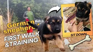 Puppy’s First Adventure 🤩#germanshepherd  First Walk & Training 🔥#germanshepherd #vlog 
