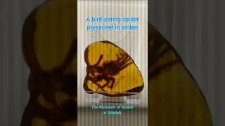 Watch the whole video 