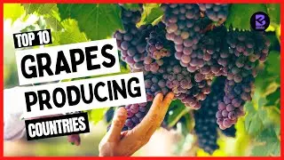 Top 10 Largest Grapes Producing Countries in the World 2021 #top10 #grape #grapewine