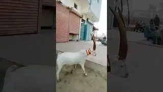 markhor bakra Tapri Goat