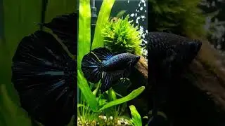 black metallic beauty 🖤 #fish #beta #betashorts #freshwaterfish #feed #catfishfish #catfishfish