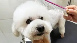 🛁 Grooming Guide for White Teddy Dogs: Anal Hair Trimming & Styling Tips &ndash; A Must for Detail Lovers!