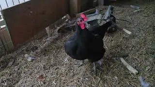 Jersey giant Chicken is mad her sister pecked her while she was eating