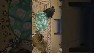Automatic toys for cats Hejhome review 2