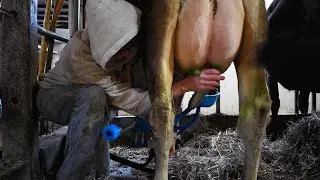 Milking chores at the Fink farm | March 2, 2021