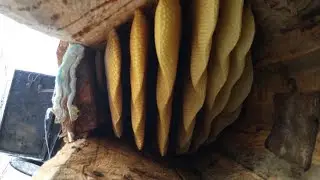 Біда з кормами в дальній борті. Fodder in the log for the winter for bees.