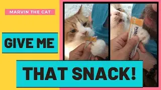 Marvin, the cat, not sharing snacks