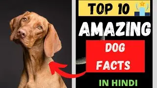 Top 10 Dog Facts | Amazing Dog Facts | Interesting Dog Facts | Unknown Facts About Dogs | In Hindi