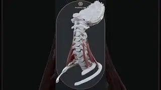 Action of scalene muscles