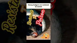 HONEY BADGER, an amazing creature.Known for tenacity,fearlessness, viciousness. Not a HONEY when mad