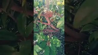 sapota harvesting