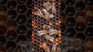 Honey Bees 🐝
