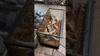 Bioactive Leopard Gecko enclosure #reptileshop #tucson #bioactivebuild #leopardgecko #livingvivarium