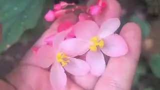 minha coleção de begonias