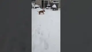 Big Dog Zoomies After Snow Storm ❄️🐾 #dogs #snow #christmas