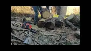Husqvarna 55 földes fában...