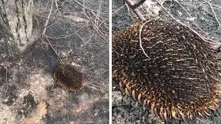 Burnt Echidna Found Alive After Bushfires