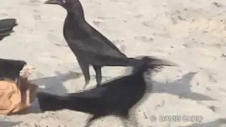 Great-tailed Grackle, Mariamulata (Quiscalus mexicanus)