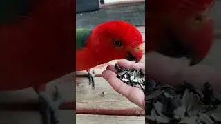 First time feed a king parrot in my hand. We shake hands too! Very clever bird