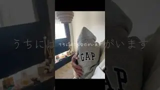 うちにはこんなのがいます#dogshorts #dog #ポメラニアン #puppy #犬 #癒し #可愛い