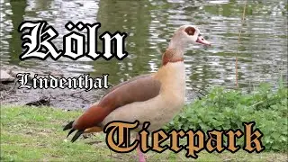 K&ouml;ln Lindenthal Tierpark
