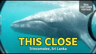 Whale Watching Trincomalee Sri Lanka | Blue Whales & Dolphins