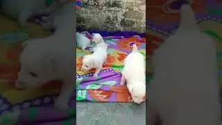 dog puppy 😍 video pappy lovers tag #short #pappy #viral