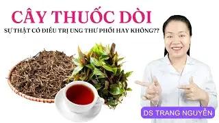 C&acirc;y Thuốc D&ograve;i C&oacute; Trị Được Ung Thư Phổi? Sự Thật Kh&ocirc;ng Phải Ai Cũng N&oacute;i R&otilde; VỚI BẠN