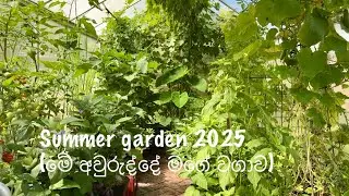 Summer time in my garden# Sweden - 2025#🇱🇰🇸🇪