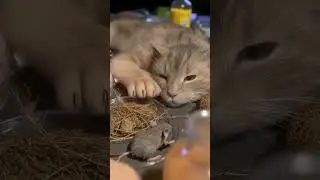 Кот Кокос #cat #muse