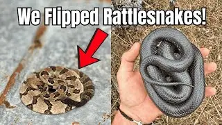 Flipping for Timber Rattlesnakes and King snakes! Herping 2025|