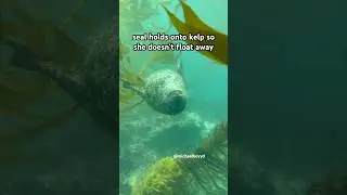 A seal holds onto kelp #seal