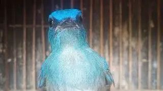 Slendang biru,opyor jawa,ciblek kali,kemade#burung #pisang #birds #kicaumania #