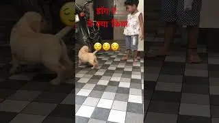 Dog ne ghar mein kiya peshab  mummy se dant Padi😌🙂​⁠
